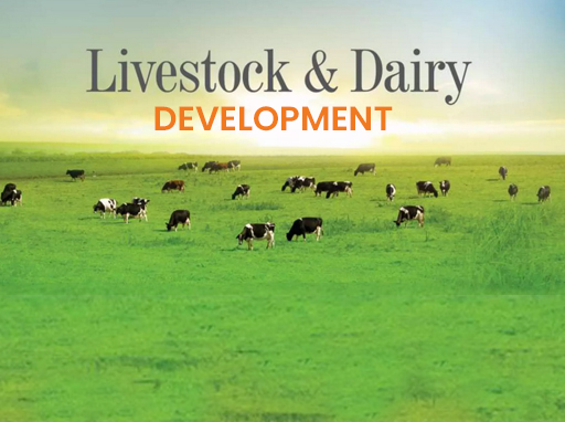 Livestock and Dairy Development